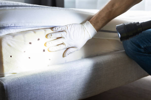 Best Emergency Pest Control  in Town Creek, AL