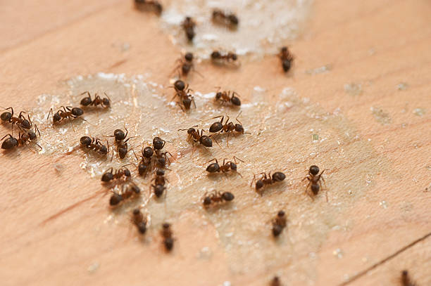 Best Wildlife Control Services  in Town Creek, AL
