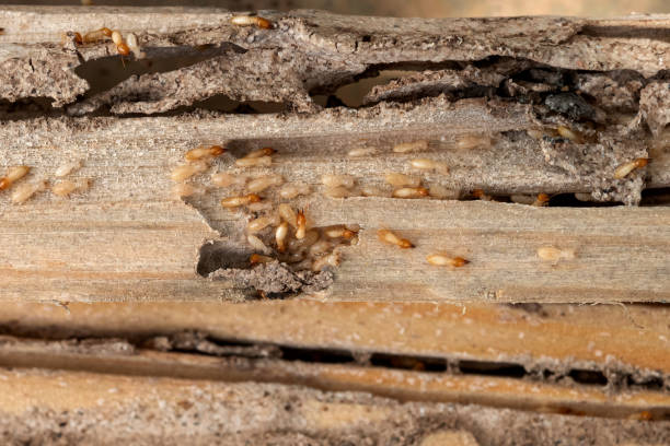 Best Wildlife Control Services  in Town Creek, AL